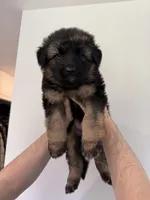 Red and Black Purebred German Shepherd Puppy Male boy, a male German Shepherd Dog for sale in Auburn, WA – 4 of 4