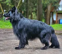 Black Blue Purebred German Shepherd Puppy Puppies Male boy, a male German Shepherd Dog for sale in Seattle, WA – 6 of 9