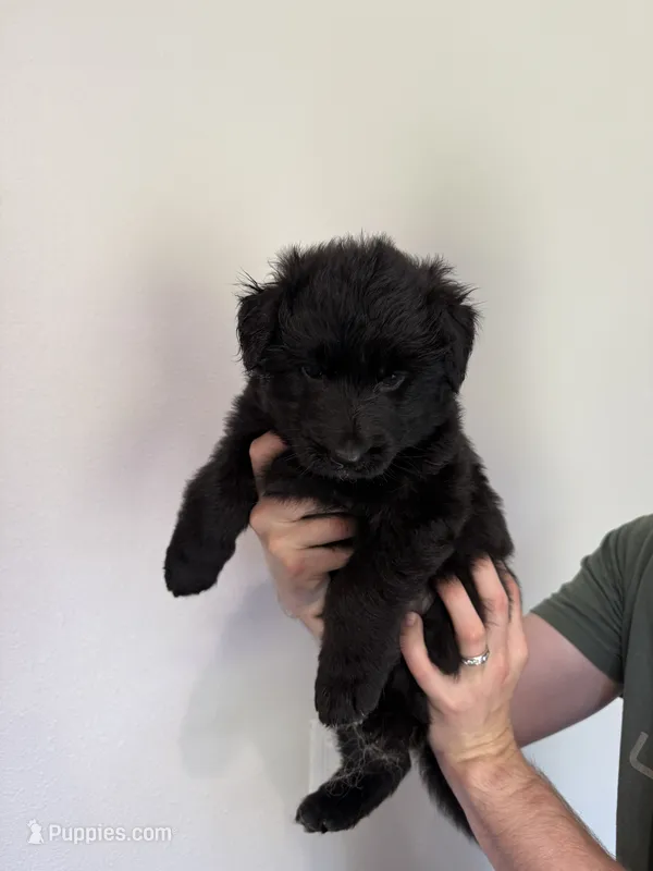 Black Blue Purebred German Shepherd Puppy Puppies Male Female Girl Boy – German Shepherd Dog puppy for sale in Auburn, WA