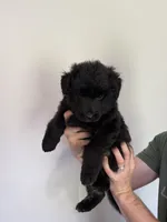 Black Blue Purebred German Shepherd Puppy Puppies Male Female Girl Boy, a male German Shepherd Dog for sale in Auburn, WA – 1 of 6