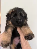 Red and Black Purebred German Shepherd Puppy Male boy, a male German Shepherd Dog for sale in Auburn, WA – 2 of 4