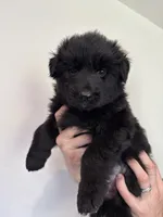 Black Purebred German Shepherd Puppy Male boy, a male German Shepherd Dog for sale in Auburn, WA – 2 of 4