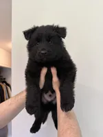 Black Blue Purebred German Shepherd Puppy Puppies Male Female Girl Boy, a male German Shepherd Dog for sale in Auburn, WA – 5 of 6