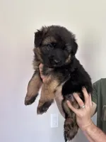 Black Blue Purebred German Shepherd Puppy Female Girl, a female German Shepherd Dog for sale in Auburn, WA – 5 of 5