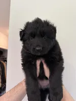 Black Blue Purebred German Shepherd Puppy Puppies Male Female Girl Boy, a male German Shepherd Dog for sale in Auburn, WA – 4 of 6