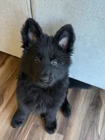 Black Blue Purebred German Shepherd Puppy Puppies Male boy, a male German Shepherd Dog for sale in Seattle, WA – 3 of 9