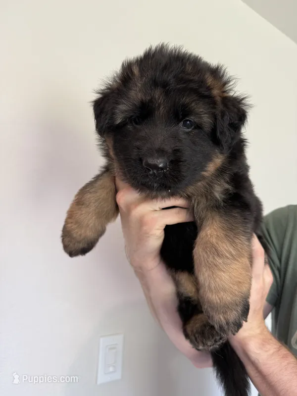 Red and Black Purebred German Shepherd Puppy Male boy – German Shepherd Dog puppy for sale in Auburn, WA