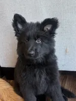 Black Blue Purebred German Shepherd Puppy Puppies Male boy, a male German Shepherd Dog for sale in Seattle, WA – 1 of 9