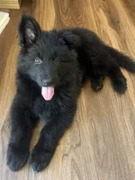 Black Blue Purebred German Shepherd Puppy Puppies Male boy, a male German Shepherd Dog for sale in Seattle, WA – 5 of 9