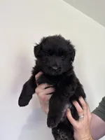 Black Blue Purebred German Shepherd Puppy Female Girl, a female German Shepherd Dog for sale in Auburn, WA – 4 of 5