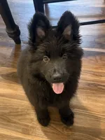 Black Blue Purebred German Shepherd Puppy Puppies Male boy, a male German Shepherd Dog for sale in Seattle, WA – 2 of 9