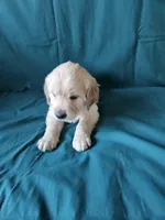 Light Green Collar Male, a male English Cream Golden Retriever for sale in Colorado Springs, CO – Photo 2 of 6