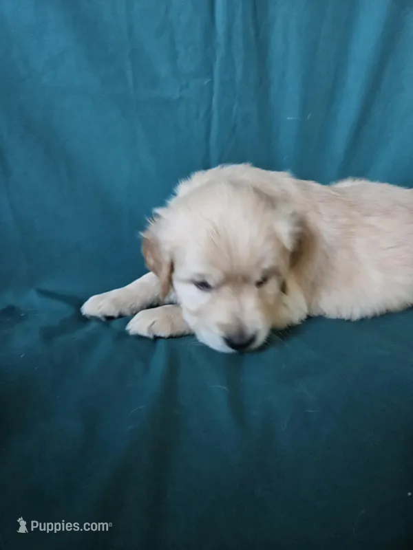 Light Green Collar Male