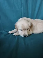 Light Green Collar Male, a male English Cream Golden Retriever for sale in Colorado Springs, CO – Photo 1 of 6