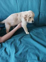 Light Green Collar Male, a male English Cream Golden Retriever for sale in Colorado Springs, CO – Photo 5 of 6