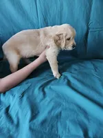 Light Green Collar Male, a male English Cream Golden Retriever for sale in Colorado Springs, CO – Photo 6 of 6