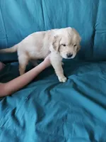 Light Green Collar Male, a male English Cream Golden Retriever for sale in Colorado Springs, CO – Photo 3 of 6