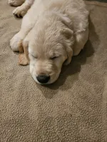 Magenta collar, a female Golden Retriever for sale in Colorado Springs, CO – 3 of 3