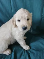 Brown Collar Male, a male English Cream Golden Retriever for sale in Colorado Springs, CO – Photo 7 of 8