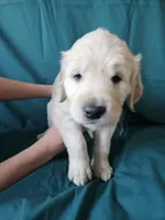 Brown Collar Male, a male English Cream Golden Retriever for sale in Colorado Springs, CO – Photo 5 of 8