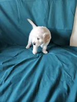 Brown Collar Male, a male English Cream Golden Retriever for sale in Colorado Springs, CO – Photo 4 of 8