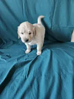 Brown Collar Male, a male English Cream Golden Retriever for sale in Colorado Springs, CO – Photo 6 of 8