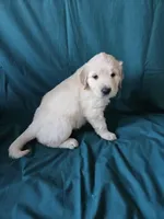 Brown Collar Male, a male English Cream Golden Retriever for sale in Colorado Springs, CO – Photo 8 of 8