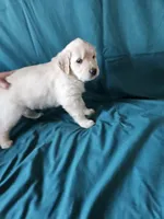 Brown Collar Male, a male English Cream Golden Retriever for sale in Colorado Springs, CO – Photo 1 of 8