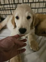 Grey Collar , a male Golden Retriever for sale in Colorado Springs, CO – 4 of 4