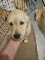 Yellow collar, a male Golden Retriever for sale in Colorado Springs, CO – 2 of 3