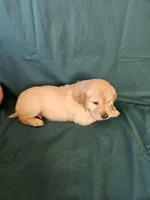 Red Collar Female , a female Golden Retriever for sale in Colorado Springs, CO – Photo 3 of 3