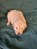 Red Collar Female , a female Golden Retriever for sale in Colorado Springs, CO – Photo 2 of 3