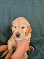 Red Collar Female , a female Golden Retriever for sale in Colorado Springs, CO – Photo 1 of 3