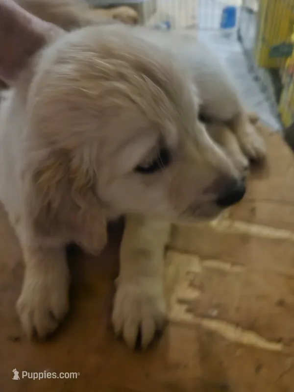 Blue collar – Golden Retriever puppy for sale in Colorado Springs, CO