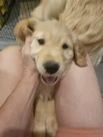 White collar, a female Golden Retriever for sale in Colorado Springs, CO – 3 of 4