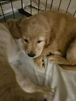 Red collar , a female Golden Retriever for sale in Colorado Springs, CO – 4 of 4