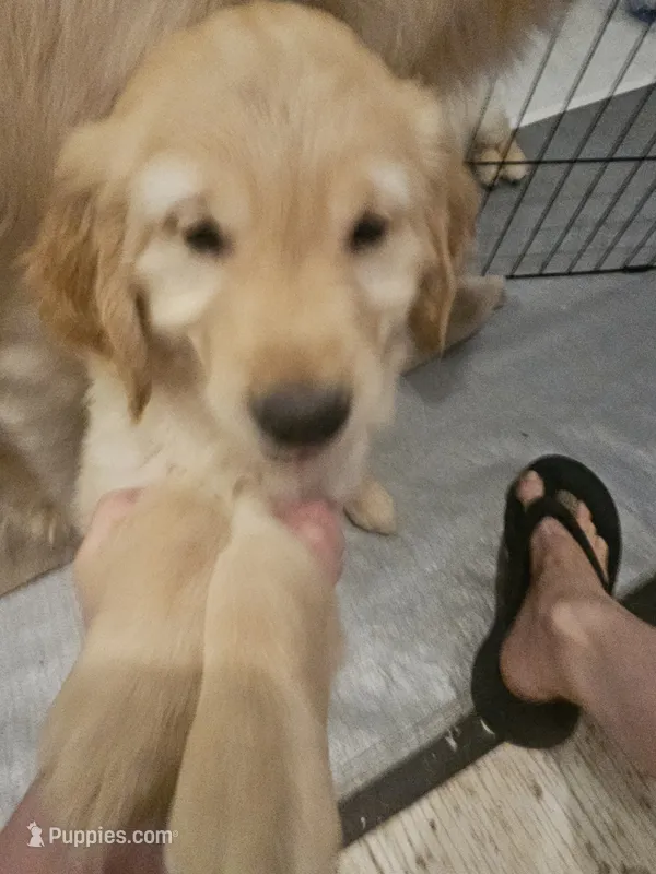 White collar – Golden Retriever puppy for sale in Colorado Springs, CO