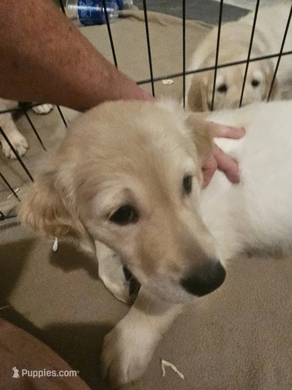 Yellow collar – Golden Retriever puppy for sale in Colorado Springs, CO