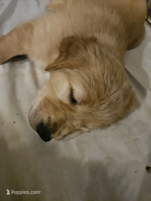 Red collar  – Golden Retriever puppy for sale in Colorado Springs, CO