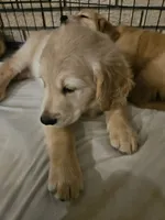 Grey Collar , a male Golden Retriever for sale in Colorado Springs, CO – 1 of 4