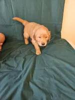 Black Collar Male, a male Golden Retriever for sale in Colorado Springs, CO – Photo 3 of 8