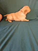 Black Collar Male, a male Golden Retriever for sale in Colorado Springs, CO – Photo 8 of 8