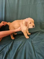 Black Collar Male, a male Golden Retriever for sale in Colorado Springs, CO – Photo 4 of 8