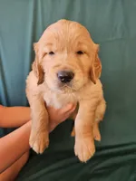 Black Collar Male, a male Golden Retriever for sale in Colorado Springs, CO – Photo 1 of 8