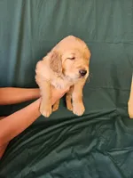 Black Collar Male, a male Golden Retriever for sale in Colorado Springs, CO – Photo 6 of 8