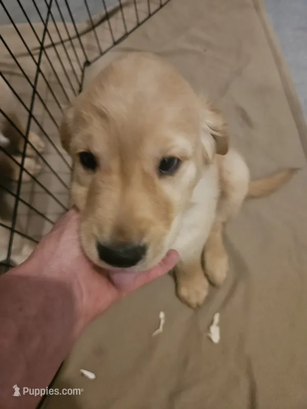 Purple Collar – Golden Retriever puppy for sale in Colorado Springs, CO