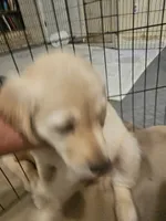 Yellow collar, a male Golden Retriever for sale in Colorado Springs, CO – 3 of 3