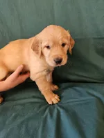 Green Collar Female , a female Golden Retriever for sale in Colorado Springs, CO – Photo 7 of 8