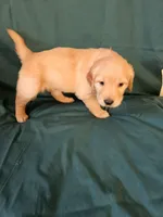 Green Collar Female , a female Golden Retriever for sale in Colorado Springs, CO – Photo 2 of 8