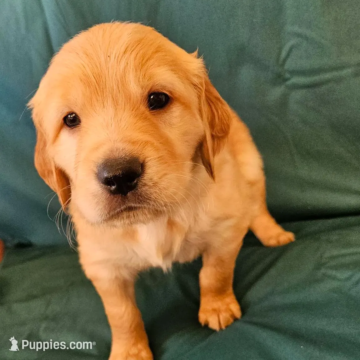 Green Collar Female , a female Golden Retriever for sale in Colorado Springs, CO – Photo 4 of 8